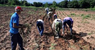 sancti spiritus, ctc, central de trabajadores de cuba, trabajo voluntario, fomento, produccion de alimentos