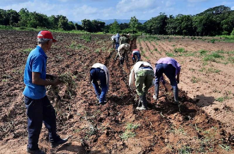 sancti spiritus, ctc, central de trabajadores de cuba, trabajo voluntario, fomento, produccion de alimentos