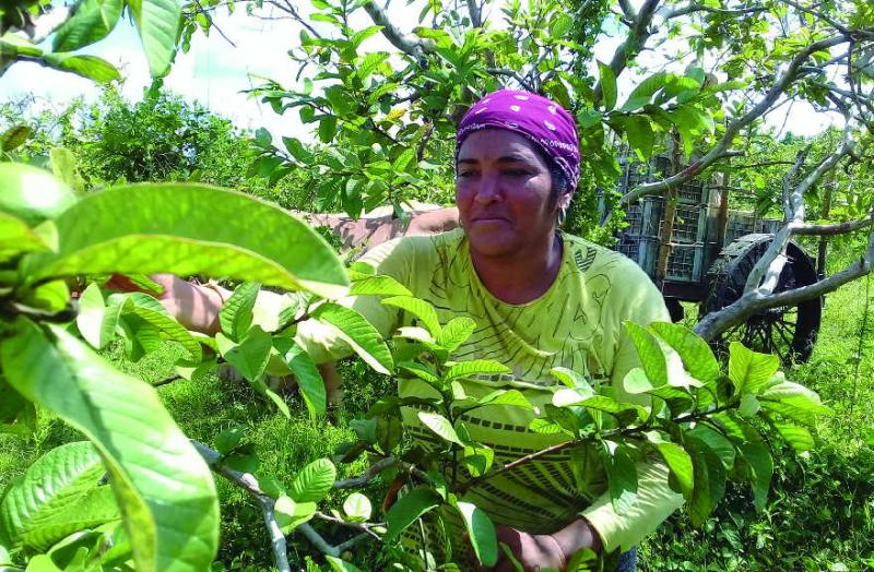 sancti spiritus, agricultura sancti spiritus, labores agriculas, migracion, oriente cubano, salario, mano de obra, ganderia, arrocera sur del jibaro, las nuevas