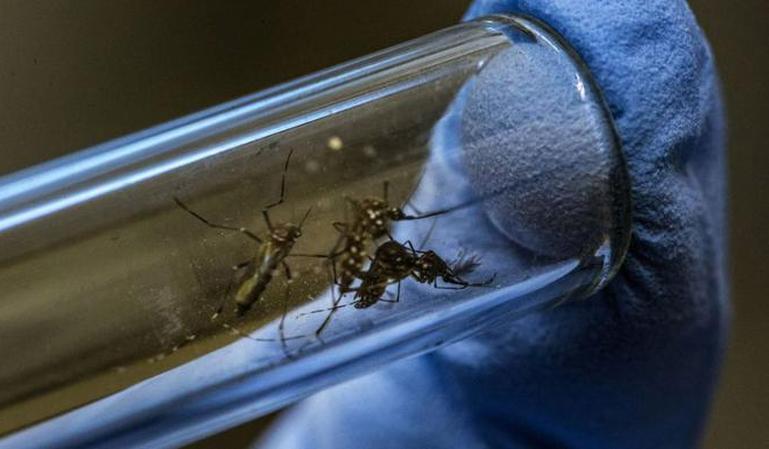 cuba, salud publica, aedes aegypti, dengue