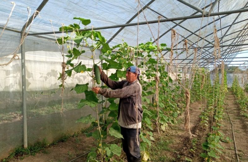 agricultura. huracán ian