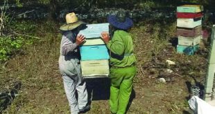 sancti spiritus, apicultura, miel de abeja, produccion de miel