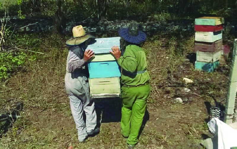 sancti spiritus, apicultura, miel de abeja, produccion de miel