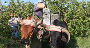 sancti spiritus, guayaba, la sierpe, empresa agroindustrial de granos sur del jibaro, industria