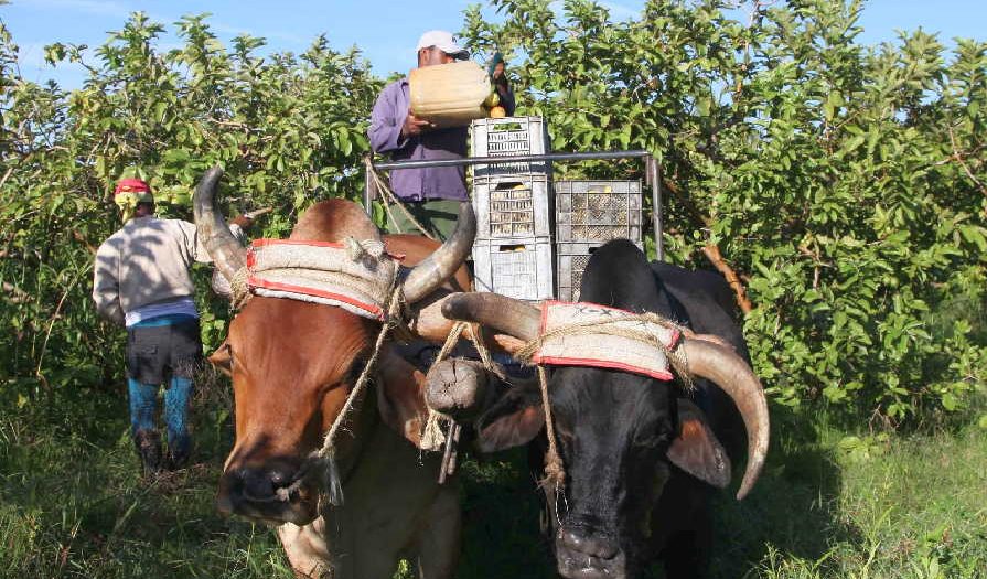 sancti spiritus, guayaba, la sierpe, empresa agroindustrial de granos sur del jibaro, industria