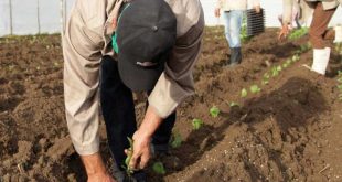 sancti spiritus, tabaco, siembra de tabaco, empresa acopio y beneficio del tabaco, tabaco tapado