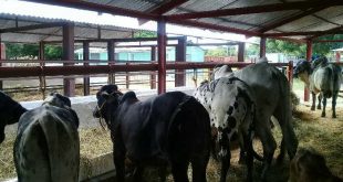 sancti spiritus, feria del cebu, la sierpe, recreacion, animales