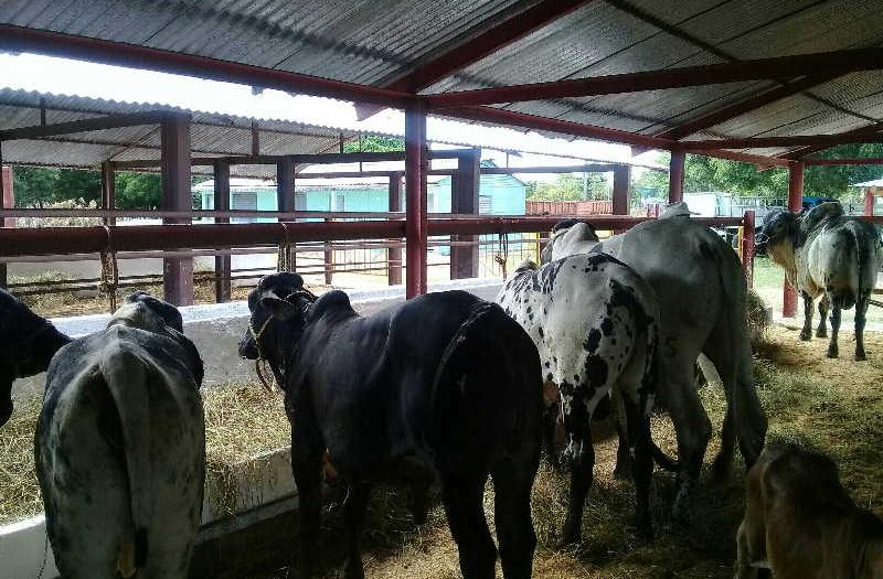 sancti spiritus, feria del cebu, la sierpe, recreacion, animales