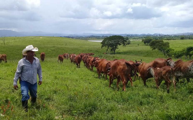 sancti spiritus, ganaderia, leche, agricultura sancti spiritus, cpa, cabaiguan