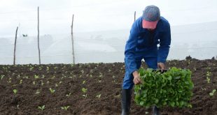 sancti spiritus, siembra de tabaco, tabaco tapado