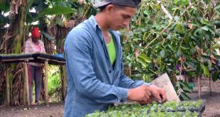 sancti spiritus, tabaco,tabaco tapado, siembra de tabaco, empresa de acopio y beneficio del tabaco