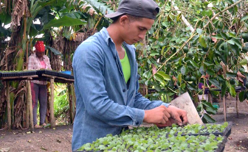 sancti spiritus, tabaco,tabaco tapado, siembra de tabaco, empresa de acopio y beneficio del tabaco