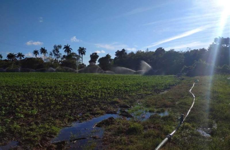 sancti spiritus, universidad de sancti spiritus jose marti, uniss, pial, proyeccto de innovacion agropecuaria local, sector agropecuario