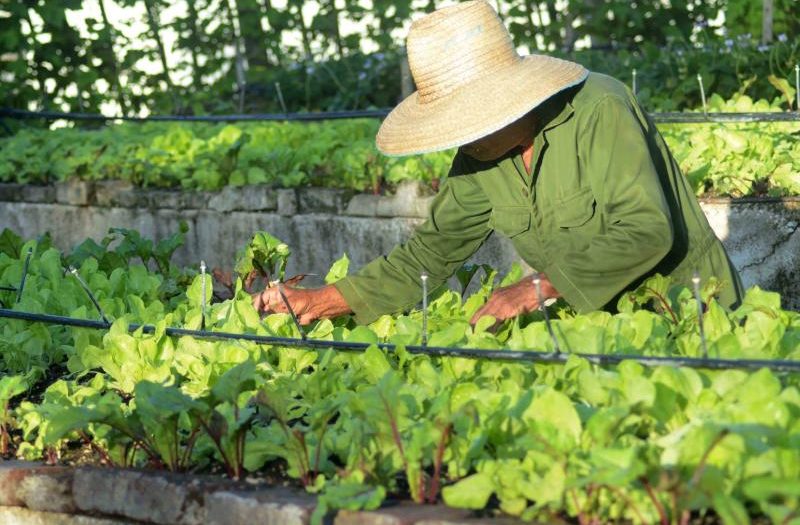 sancti spiritus, agricultura, hortalizas, produccion de alimentos