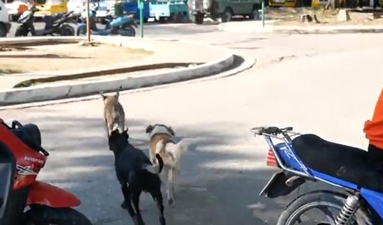 sancti spiritus, medicina veterinaria, veterinaria, labiofam, bienestar animal