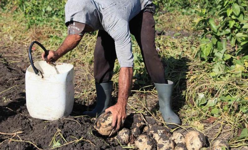 sancti spiritus, agricultura, precios, alimentos, produccion de alimentos