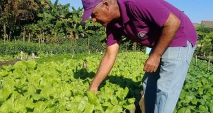 sancti spiritus, agricultura sancti spiritus, agricultura urbana, vegetales