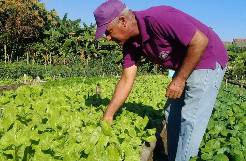 sancti spiritus, agricultura sancti spiritus, agricultura urbana, vegetales