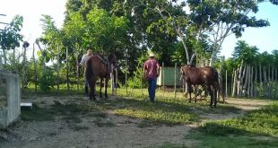 sancti spiritus, agricultura sancti spiritus, equinos, hurto y sacrificio