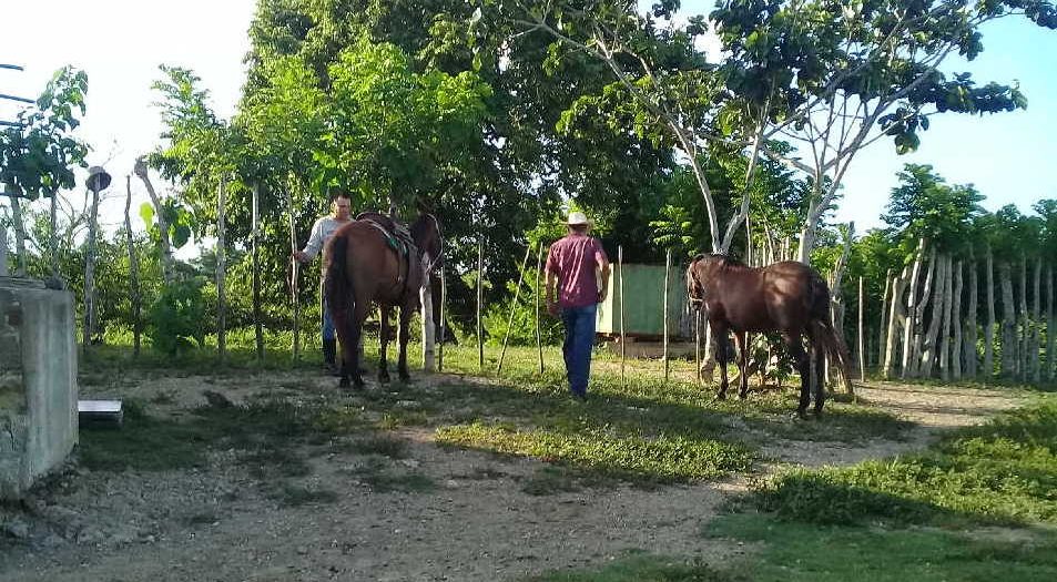 sancti spiritus, agricultura sancti spiritus, equinos, hurto y sacrificio