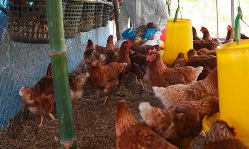 cuba, sanidad animal, gripe aviar, ministerio de la agricultura