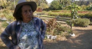 fomento, 8 de marzo, dia internacional de la mujer, fmc plantas ornamentales