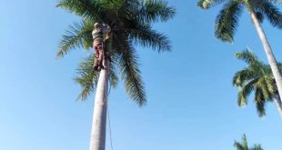 trinidad, casco historico, desmochador de palmas