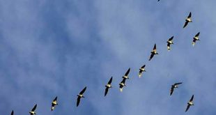 sancti spiritus, aves migratorias, fundacion antonio nuñez jimenez