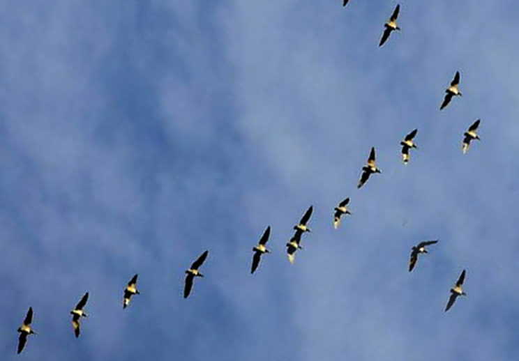 sancti spiritus, aves migratorias, fundacion antonio nuñez jimenez