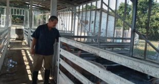 trinidad, produccion de alimentos, agricultura sancti spiritus, produccion agropecuaria