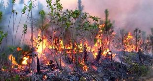 pinar del rio, incendio forestal, guardabosques