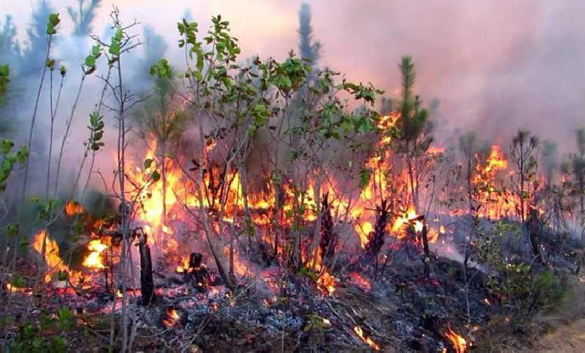 pinar del rio, incendio forestal, guardabosques