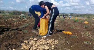 sancti spiritus, papa ecologica, distribucion de papas, produccion de alimentos