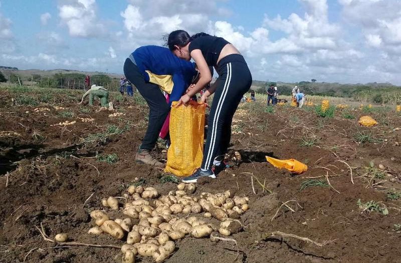 sancti spiritus, papa ecologica, distribucion de papas, produccion de alimentos