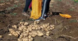 sancti spiritus, papa agroecologica, produccion de alimentos