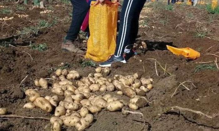 sancti spiritus, papa agroecologica, produccion de alimentos