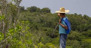 yaguajay, medio ambiente, flora y fauna, llanadas arriba