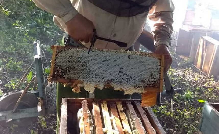sancti spiritus, apicultura, miel, rubros exportables