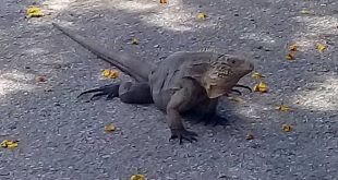 sancti spiritus, el bosque, la feria, parque de ferias delio luna, animales