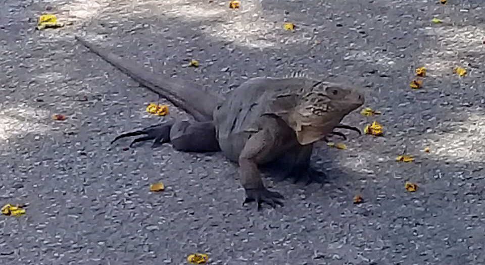 sancti spiritus, el bosque, la feria, parque de ferias delio luna, animales