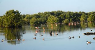 sancti spiritus, yaguajay, parque nacional caguanes, flora y fauna, turismo de naturaleza