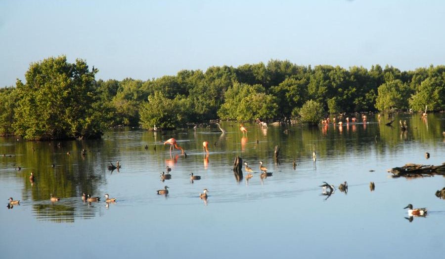 sancti spiritus, yaguajay, parque nacional caguanes, flora y fauna, turismo de naturaleza