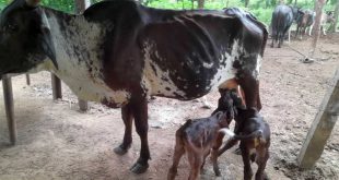 sancti spiritus, las tozas, ganado mayor, ganaderia