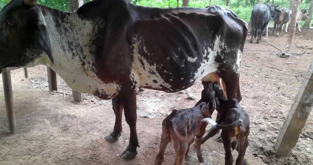 sancti spiritus, las tozas, ganado mayor, ganaderia