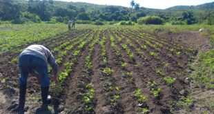 sancti spiritus, agricultura, manejo sostenido de tirrras, produccion de alimentos