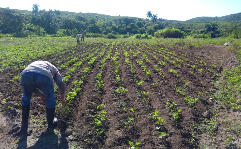 sancti spiritus, agricultura, manejo sostenido de tirrras, produccion de alimentos