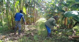 sancti spiritus, produccion de alimentos, alimentos, polo productivo, cultivos varios