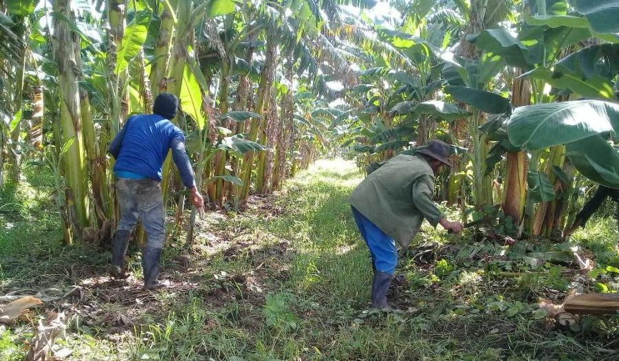 sancti spiritus, produccion de alimentos, alimentos, polo productivo, cultivos varios