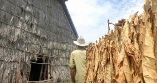 sancti spiritus, tabaco, tabaco tapado, siembra de tabaco, cosecha tabacalera