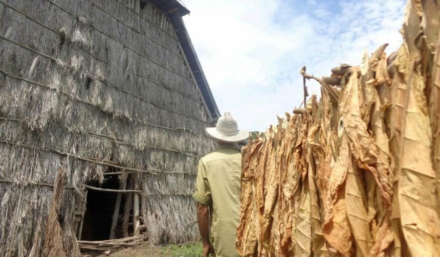 sancti spiritus, tabaco, tabaco tapado, siembra de tabaco, cosecha tabacalera